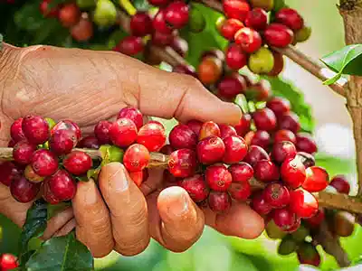 新鮮なコーヒー生豆